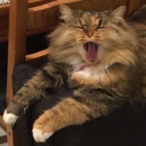 Meet your Posher, Amira